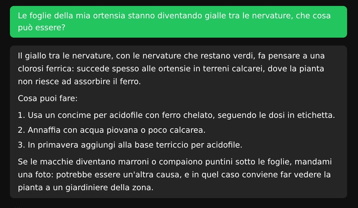Il consulente digitale sul computer: la domanda su foglie gialle di un'ortensia e la risposta con le possibili cause e i rimedi.